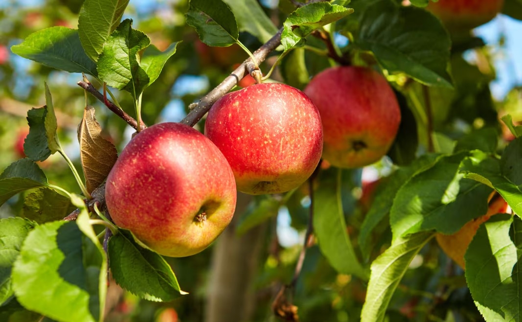 Năm ngoái, Việt Nam là thị trường lớn thứ hai &lpar;sau Trung Quốc&rpar; của táo New Zealand, đạt doanh thu 126 triệu đô la.