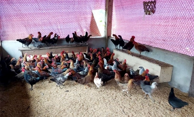 Nuôi gà bản địa giúp gia đình anh Quang Văn Trung từng bước thoát nghèo, mang lại thu nhập hàng trăm triệu đồng mỗi năm.