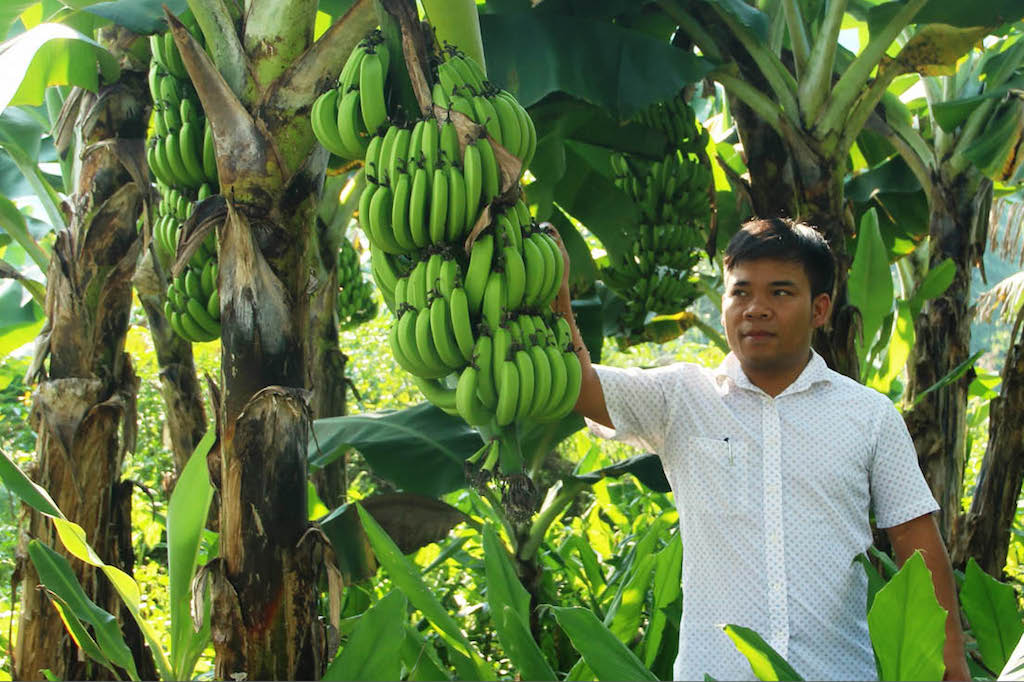 Phát triển bền vững các vùng trồng chuối già lùn trên địa bàn A Ngo giúp bà con dân tộc thiểu số nơi đây thoát nghèo bền vững.