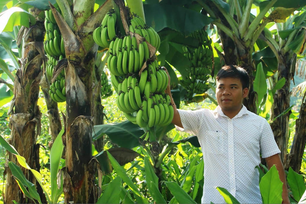 Phát triển bền vững các vùng trồng chuối già lùn trên địa bàn A Ngo giúp bà con dân tộc thiểu số nơi đây thoát nghèo bền vững.