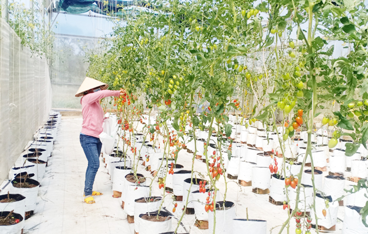 Nông dân, HTX ở Phú Yên đang đẩy mạnh sản xuất theo hướng công nghệ cao &lpar;Ảnh: BPY&rpar;.