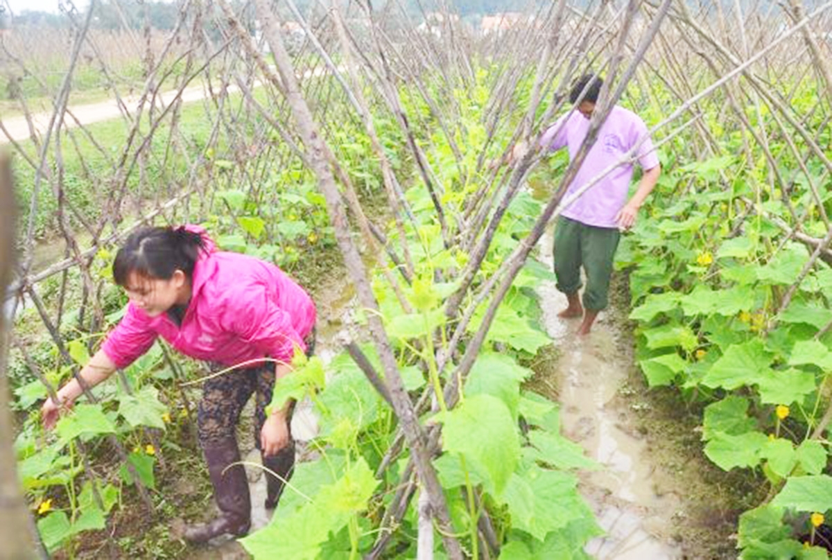 Chuyển đổi cơ cấu cây trồng giúp người dân Đô Lương tăng hiệu quả sản xuất &lpar;Ảnh: BNA&rpar;.