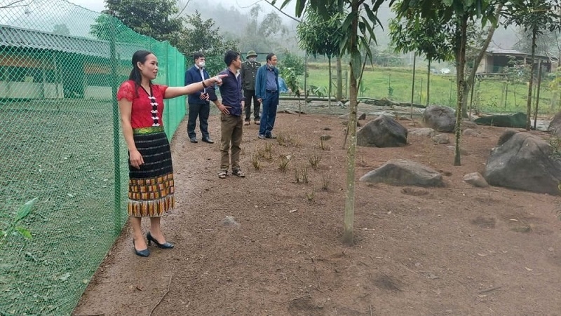 Mô hình chăn nuôi hiệu quả của một thành viên HTX trên địa bàn huyện Quế Phong.