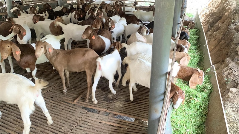 Mô hình nuôi dê hiệu quả tại HTX Vĩnh Thụy &lpar;Ảnh: nhân vật cung cấp&rpar;.
