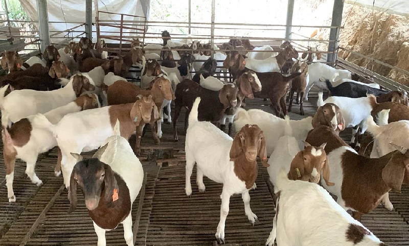 HTX Vĩnh Thụy đã cung cấp con giống dê con tới các mô hình chăn nuôi hộ gia đình, các khu du lịch sinh thái tại nhiều tỉnh miền Trung và miền núi phía Bắc...