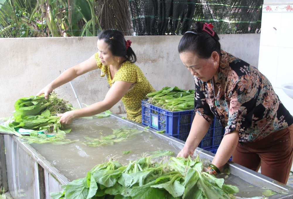 Sơ chế rau trước khi giao cho khách hàng.