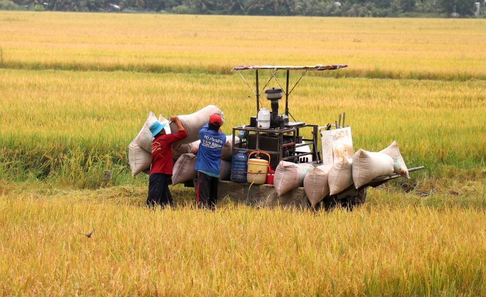 Nông dân, HTX ở Kiên Giang đang đẩy mạnh khoa học công nghệ vào sản xuất.