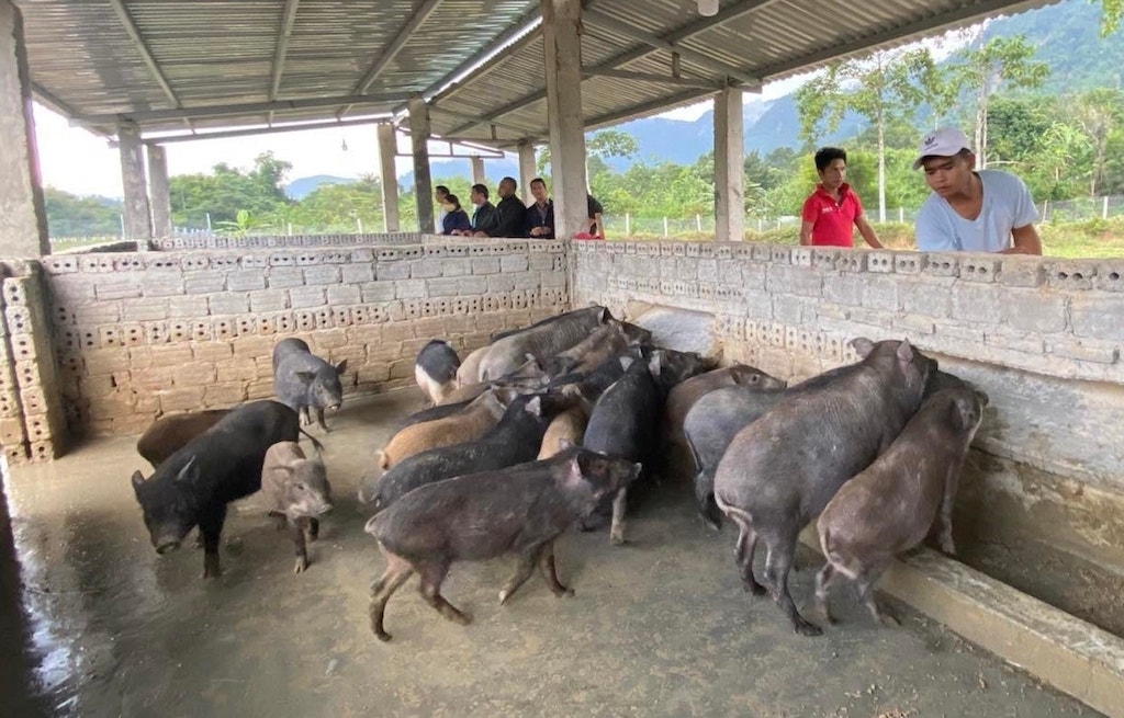 Mô hình chăn nuôi heo cỏ miền núi an toàn sinh học gắn với liên kết tiêu thụ sản phẩm ở Đông Giang đang có tín hiệu tích cực.