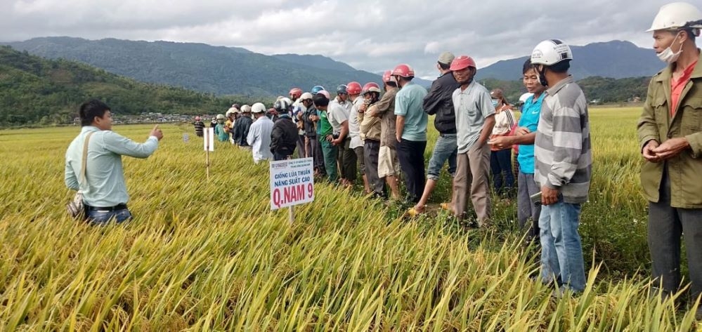 Huyện Ea Kar được đánh giá là vùng có điều kiện thổ nhưỡng giúp cây lúa đạt chất lượng cao.