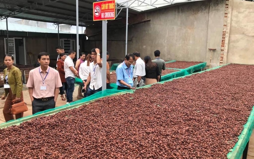 Một số HTX đã hợp tác với các doanh nghiệp, hộ dân hình thành chuỗi liên kết trong sản xuất, tiêu thụ sản phẩm.