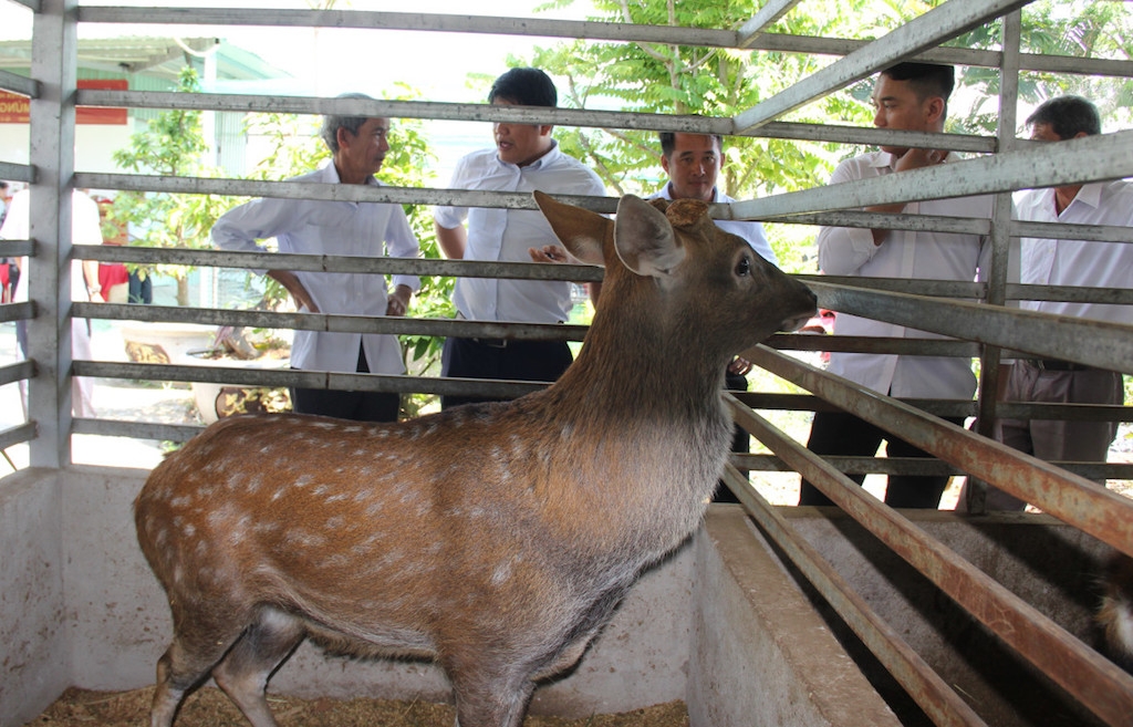 Liên kết chuỗi trong chăn nuôi đang mở ra “cánh cửa” cải thiện sinh kế đầy triển vọng cho người dân huyện Đông Giang.