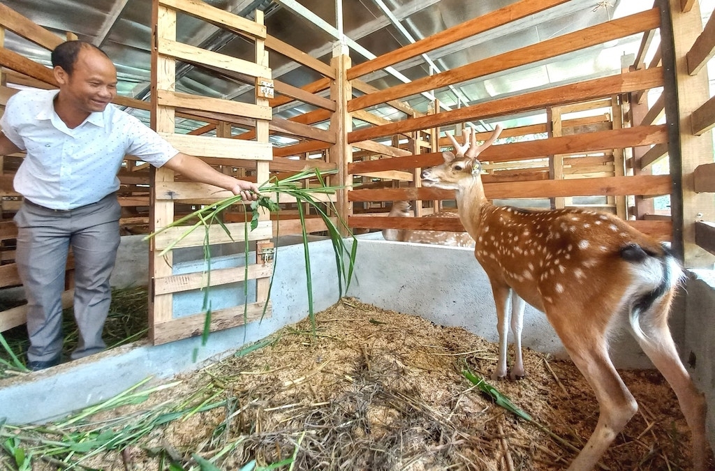 Tính hiệu quả của mô hình liên kết chuỗi chăn nuôi nhung hươu ở Đông Giang được nâng lên rõ rệt.