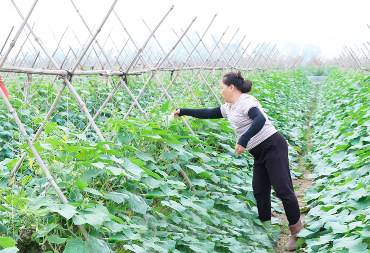 Sản xuất trên quy mô lớn giúp nông dân, HTX ở Hà Nam nâng cao giá trị kinh tế.