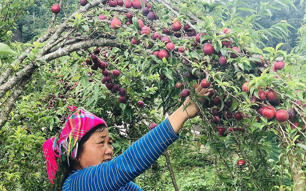 Mận máu là một trong những cây trồng chủ lực ở Bảo Lạc.