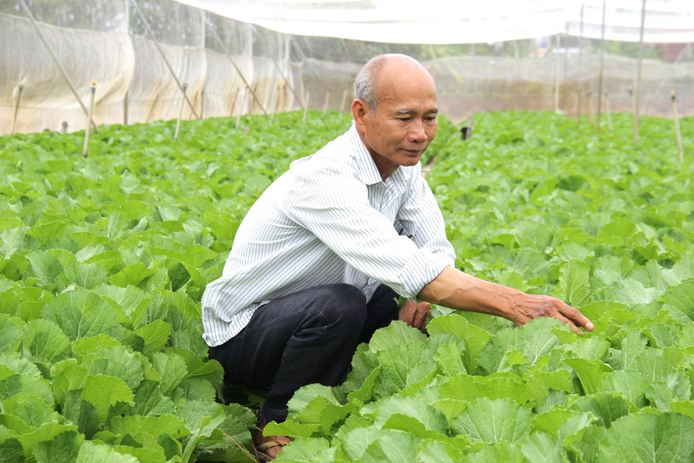 Ông Lê Văn Giấy Chủ tịch HĐQT, giám đốc HTX Rau an toàn Mười Hai kiểm tra, chăm sóc rau tại HTX.&lpar; ảnh BLA&rpar;