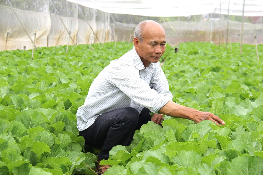 Ông Lê Văn Giấy Chủ tịch HĐQT, giám đốc HTX Rau an toàn Mười Hai kiểm tra, chăm sóc rau tại HTX.&lpar; ảnh BLA&rpar;