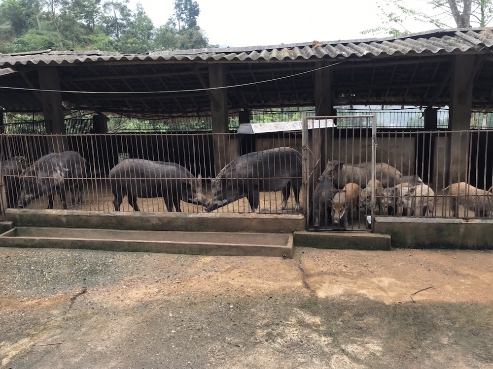 Mô hình nuôi lợn rừng của HTX Quỳnh Trang mang lại hiệu quả kinh tế cao, giúp các thành viên có mức thu nhập ổn định.