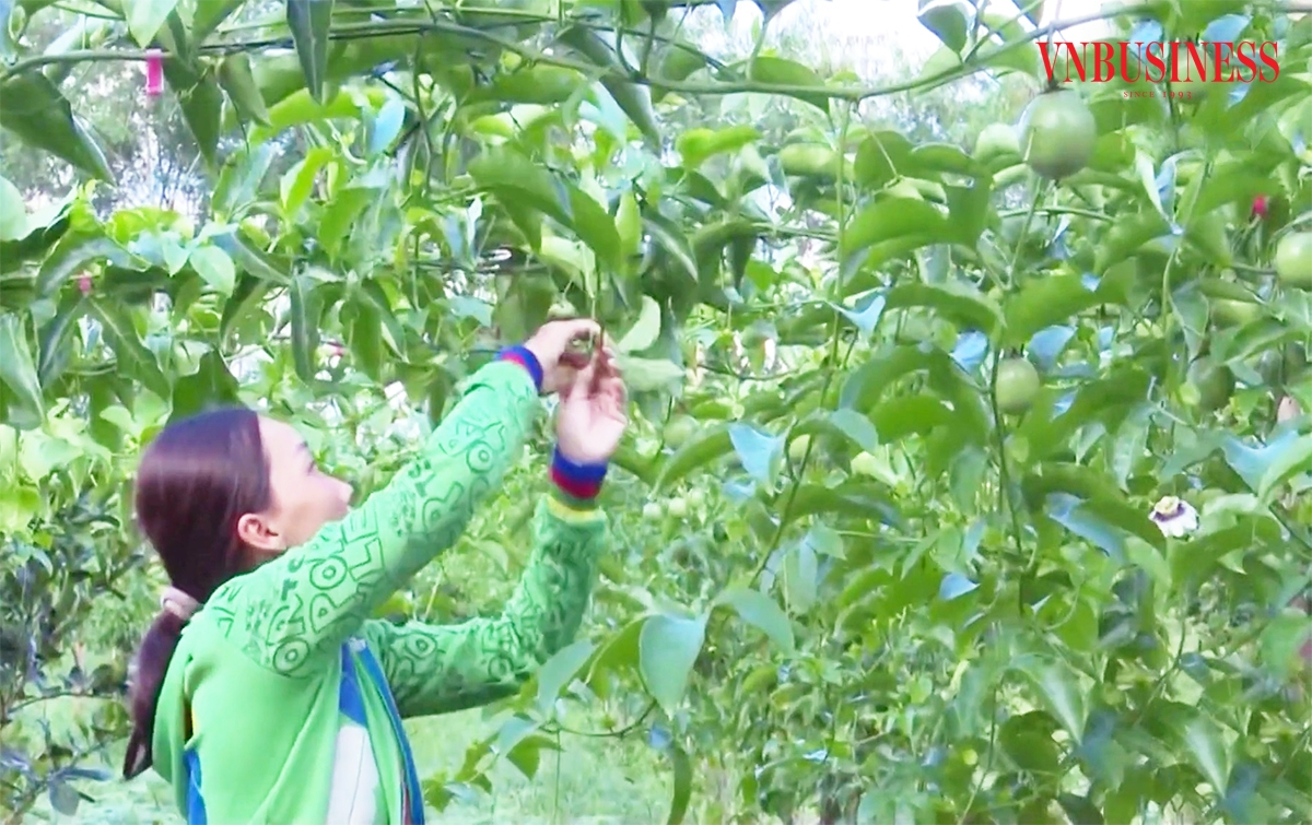 Những loại cây trồng mới giúp đồng bào dân tộc thiểu số ở Điện Biên làm giàu.