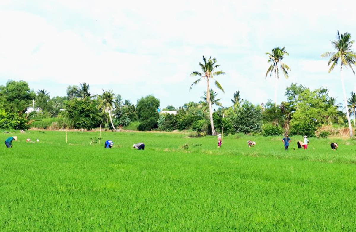 Sản xuất thông minh giúp nông dân, HTX ở Kiên Giang đảm bảo giá trị kinh tế, an toàn sinh thái.