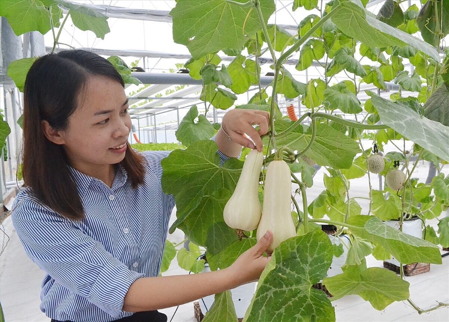 Bài toán tín dụng được giải quyết giúp HTX mới thành lập không bị lỡ nhịp trong sản xuất kinh doanh.