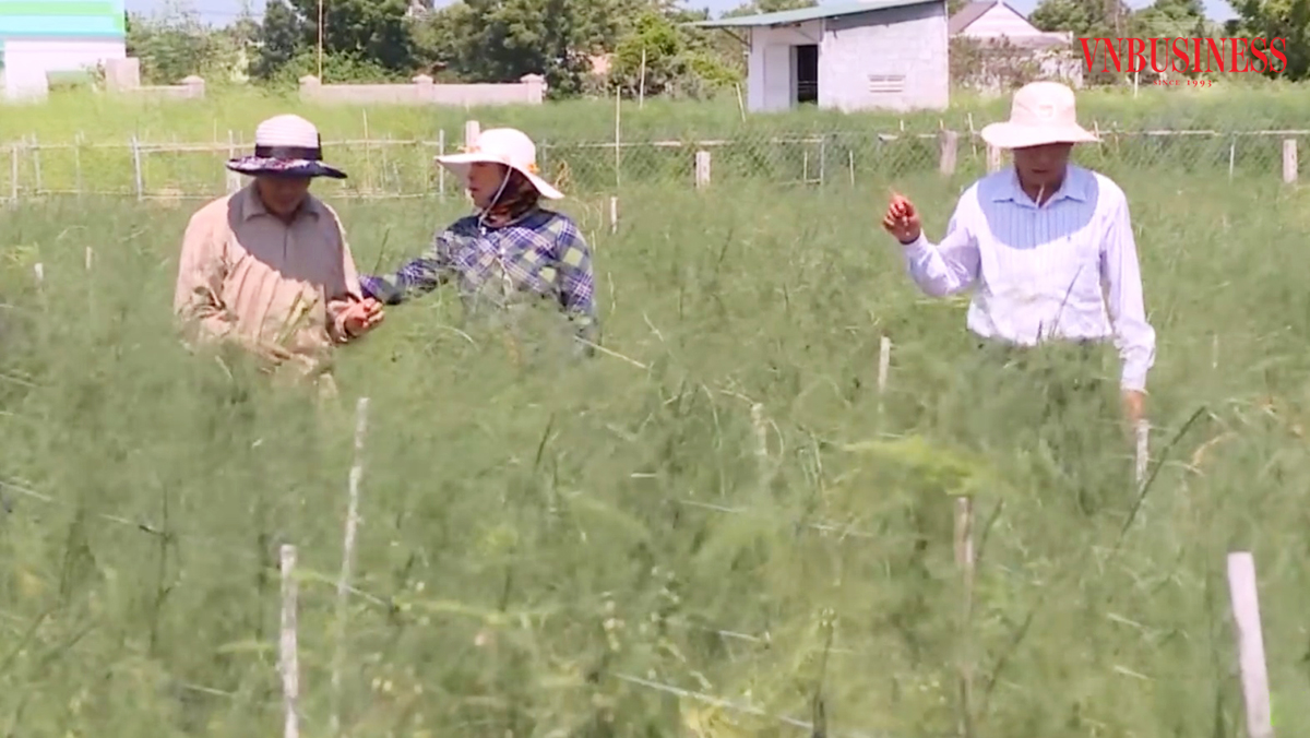 Trồng măng tây xanh giúp nhiều nông dân, HTX ở Ninh Thuận làm giàu.