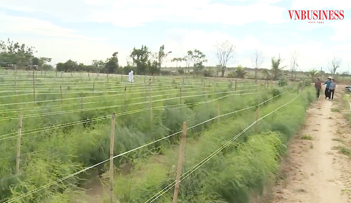 Măng tây xanh ở Ninh Thuận được trồng theo hướng hữu cơ, an toàn sinh thái.