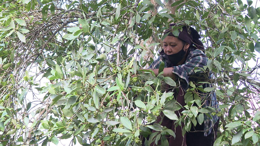 Cây hồi ở huyện Văn Quan đã được đầu tư chăm sóc để nâng cao chất lượng.