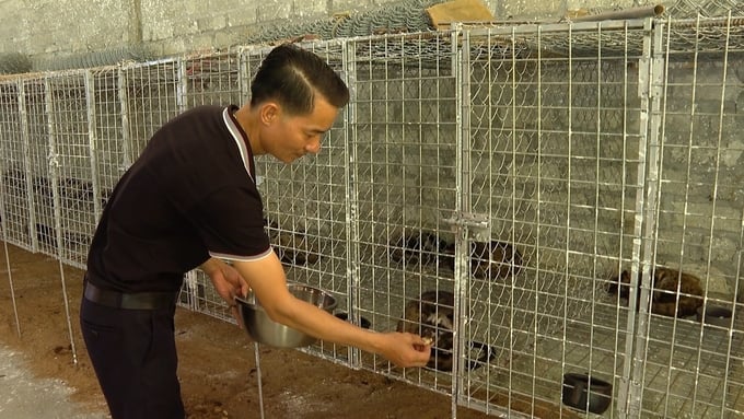 HTX Thắng Lợi 12 đang nuôi hơn 1.000 cặp dúi sinh sản.