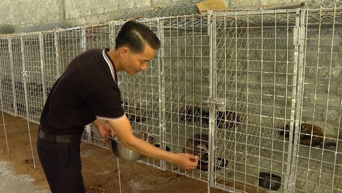 HTX Thắng Lợi 12 đang nuôi hơn 1.000 cặp dúi sinh sản.