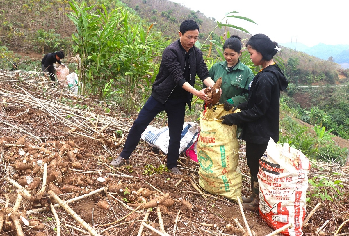 Huyện Mường Chà đã đề ra nhiều giải pháp phát triển nông nghiệp trên đất dốc.