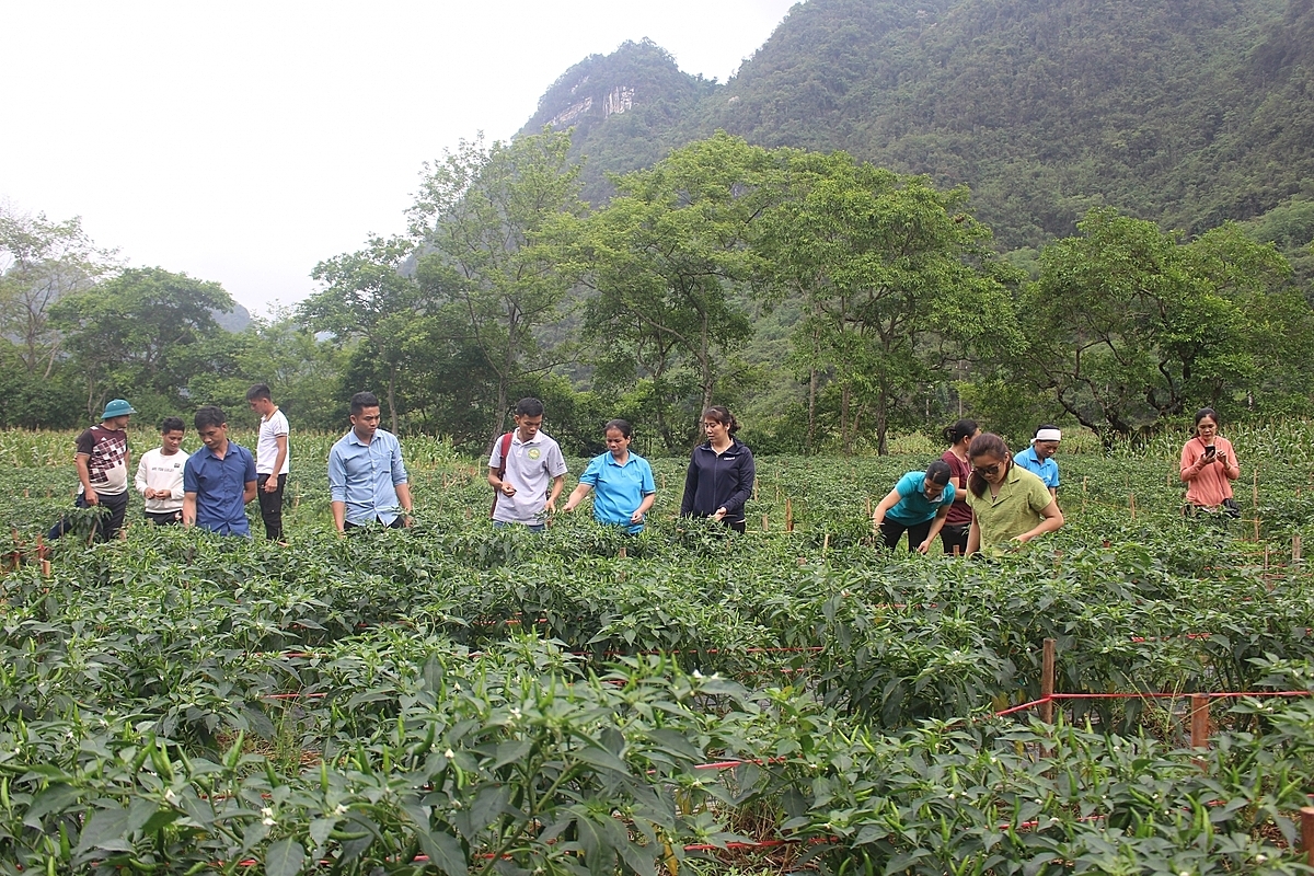 Nhiều hộ dân đã biết liên kết để phát triển kinh tế hàng hóa.