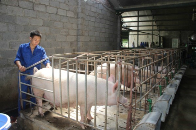 Mô hình chăn nuôi của HTX Bảo Hưng cho giá trị kinh tế cao.