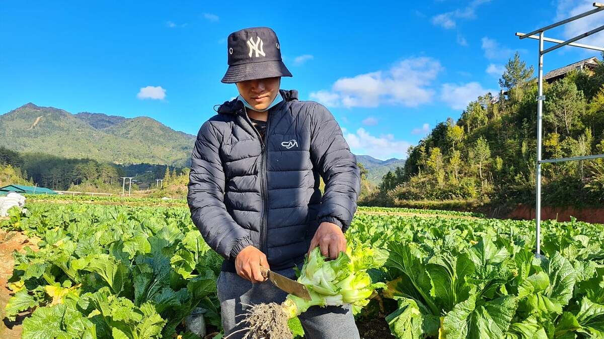 Khí hậu tại xã Nậm Khắt phù hợp với rau cải mầm đá.