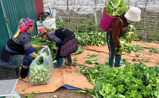 HTX trồng Nấm ăn và Nấm dược liệu Mù Cang Chải giải quyết được việc làm thường xuyên cho một bộ phận người dân bản địa.