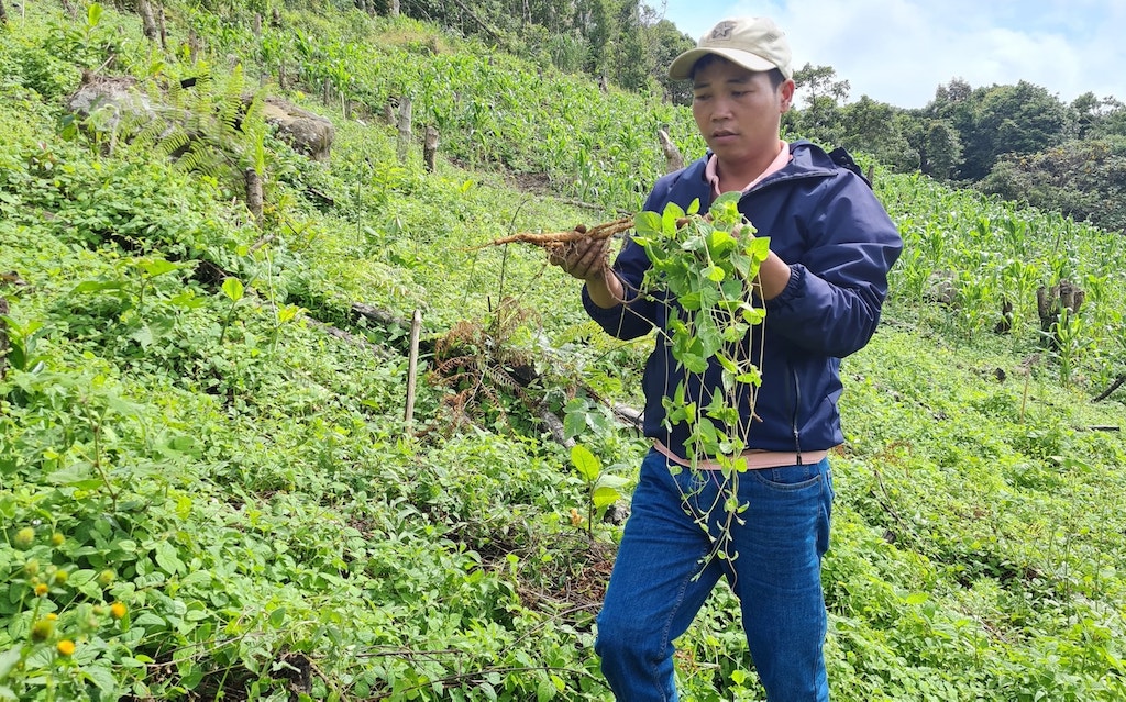 Mô hình trồng cây dược liệu của HTX nông dược và du lịch Lộc Trời được kỳ vọng sẽ giúp cho người dân Tr’Hy thoát nghèo.