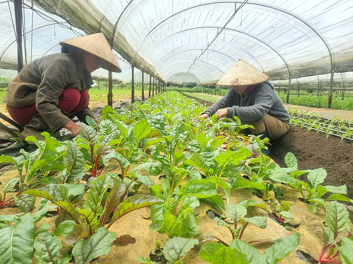 Măng Đen có nhiều điểu kiện thuận lợi để người dân phát triển kinh tế từ trồng rau hữu cơ.