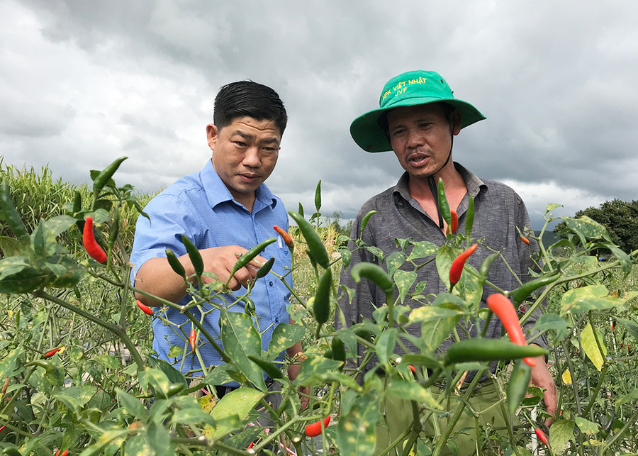 Hỗ trợ người dân áp dụng kỹ thuật vào sản xuất.