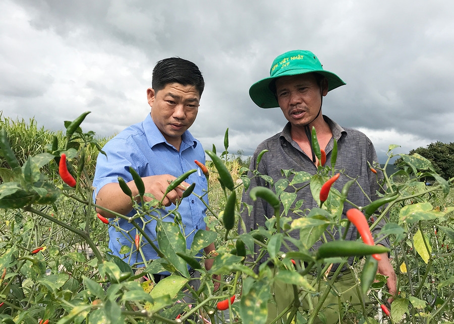 Hỗ trợ người dân áp dụng kỹ thuật vào sản xuất.