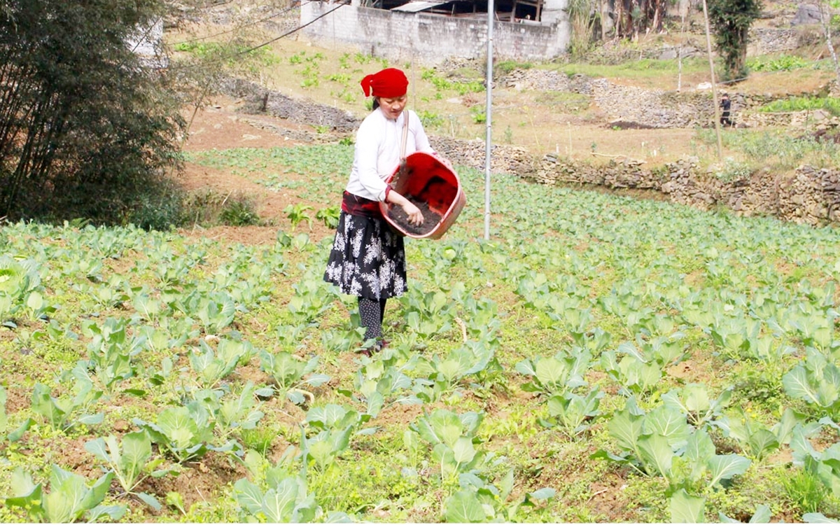 Huyện Đồng Văn dự kiến thúc đẩy vai trò của HTX trong liên kết nông dân phát triển sản xuất hiệu quả &lpar;Ảnh: BHG&rpar;.