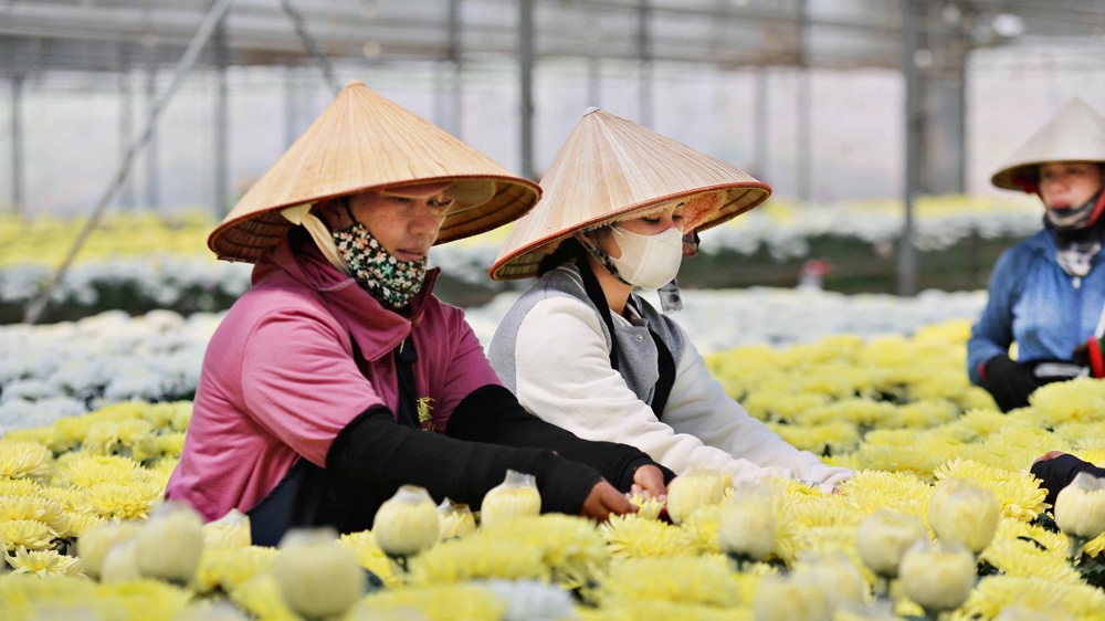 Việc phát triển nông nghiệp công nghệ cao là mục tiêu trọng điểm của tỉnh Lâm Đồng &lpar;Ảnh: BLĐ&rpar;.