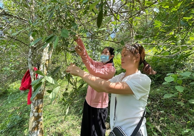 Nông dân xã Vân Trình &lpar;Thạch An&rpar; thu hoạch hoa hồi