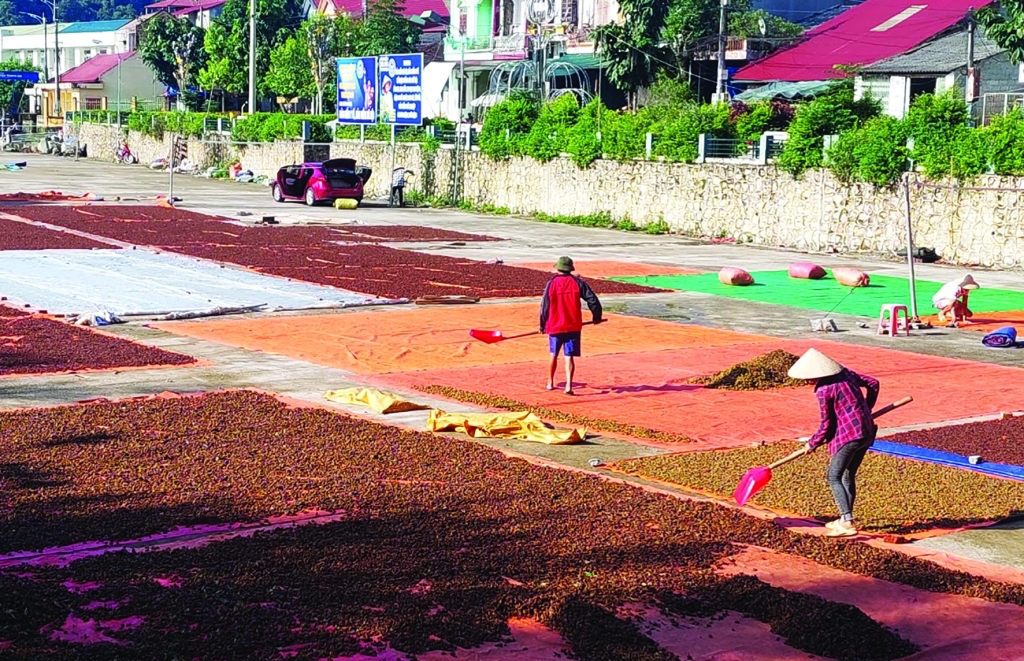 Nông dân huyện Thạch An sơ chế hoa hồi.