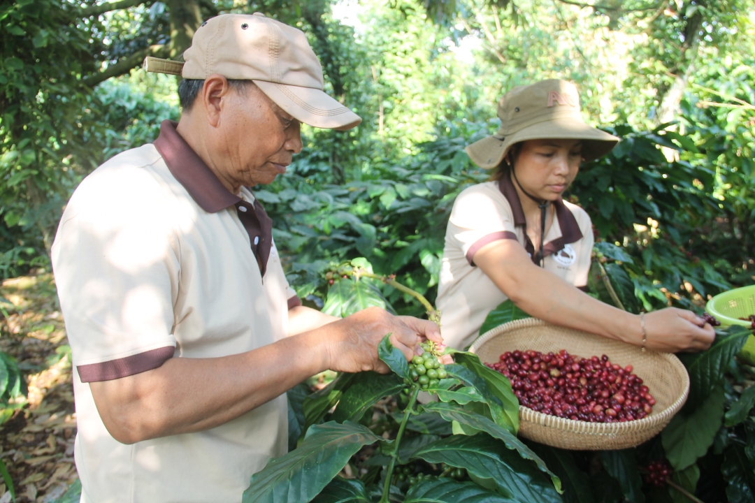 Các HTX trên địa bàn tỉnh có nhiều tiềm năng để có thể đăng ký SHTT.