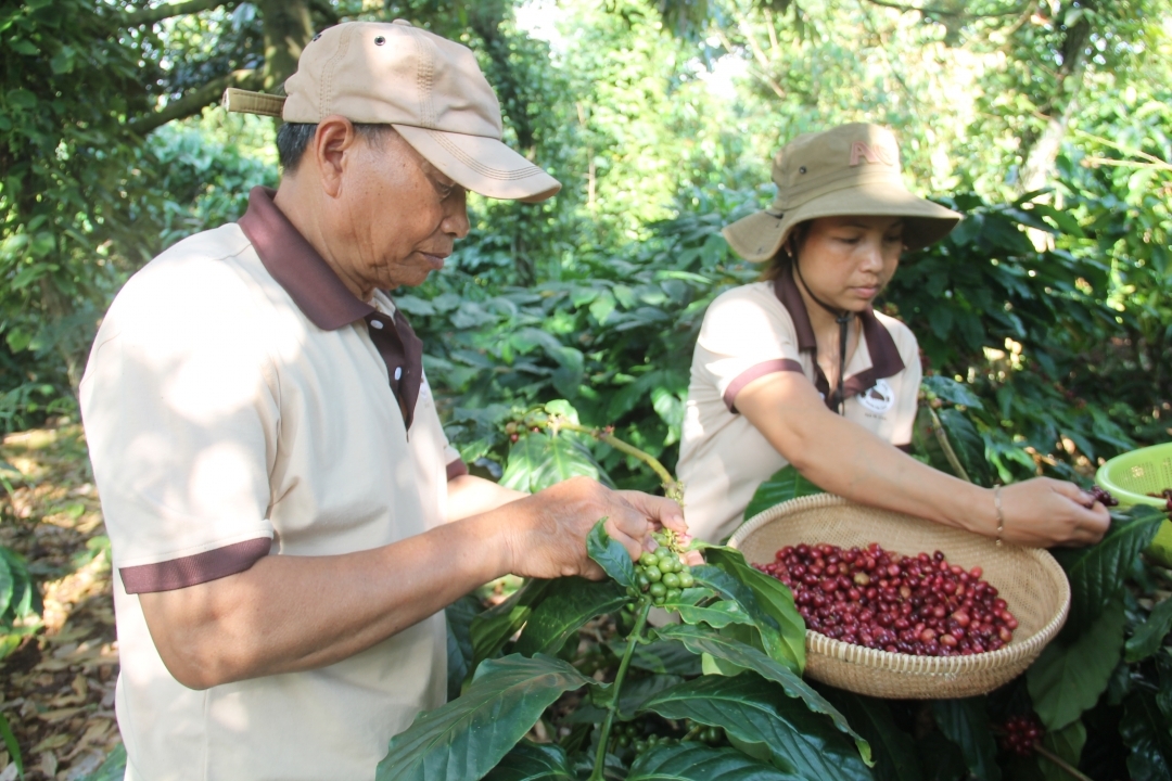 Các HTX trên địa bàn tỉnh có nhiều tiềm năng để có thể đăng ký SHTT.