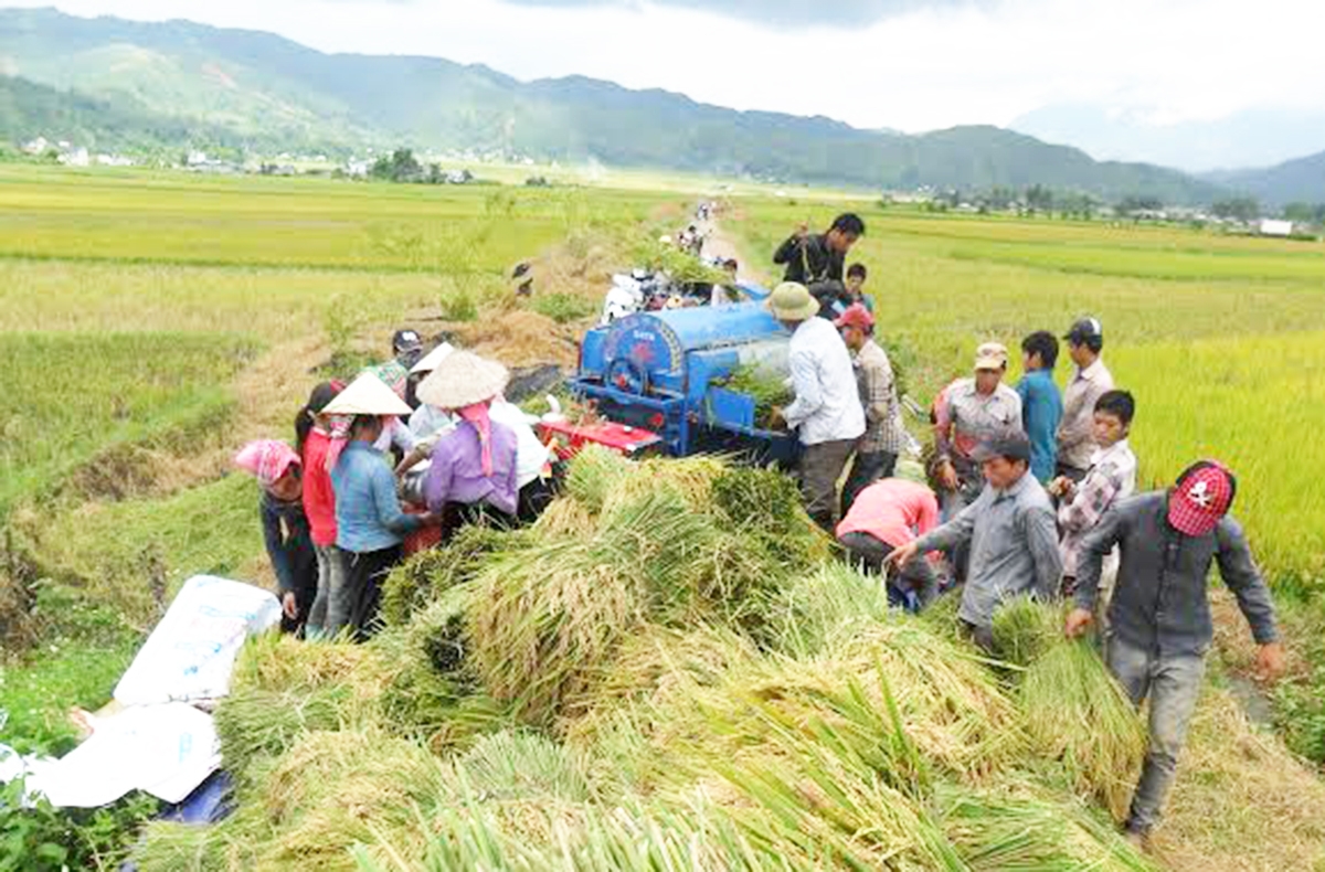 Thay đổi tư duy sản xuất giúp nông dân, HTX ở Than Uyên nâng cao giá trị canh tác.