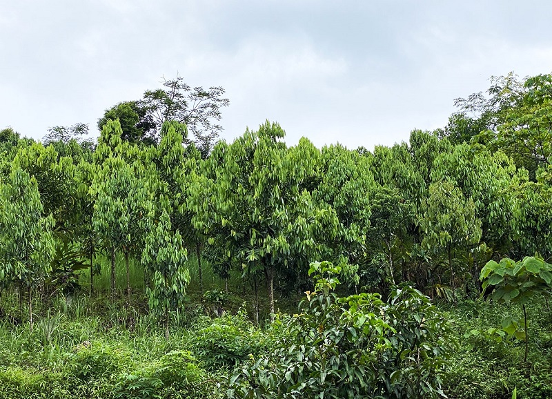 Cây quế Quỳ tiếp tục được huyện Quế Phong nhân rộng diện tích nhằm tạo thu nhập cao cho người dân, góp phần phủ xanh đất trống, đồi núi trọc.