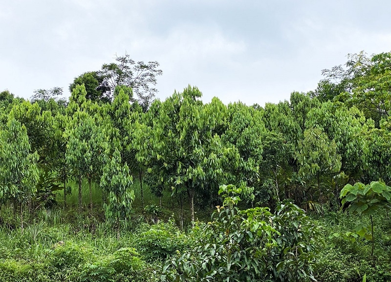 Cây quế Quỳ tiếp tục được huyện Quế Phong nhân rộng diện tích nhằm tạo thu nhập cao cho người dân, góp phần phủ xanh đất trống, đồi núi trọc.