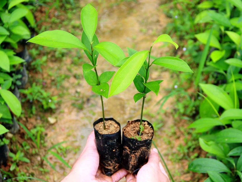 Thu nhập từ trồng quế đang dần trở thành hướng đi bền vững, giúp đời sống kinh tế nhiều gia đình tại huyện Quế Phong &lpar;Nghệ An&rpar; khá lên từng ngày.