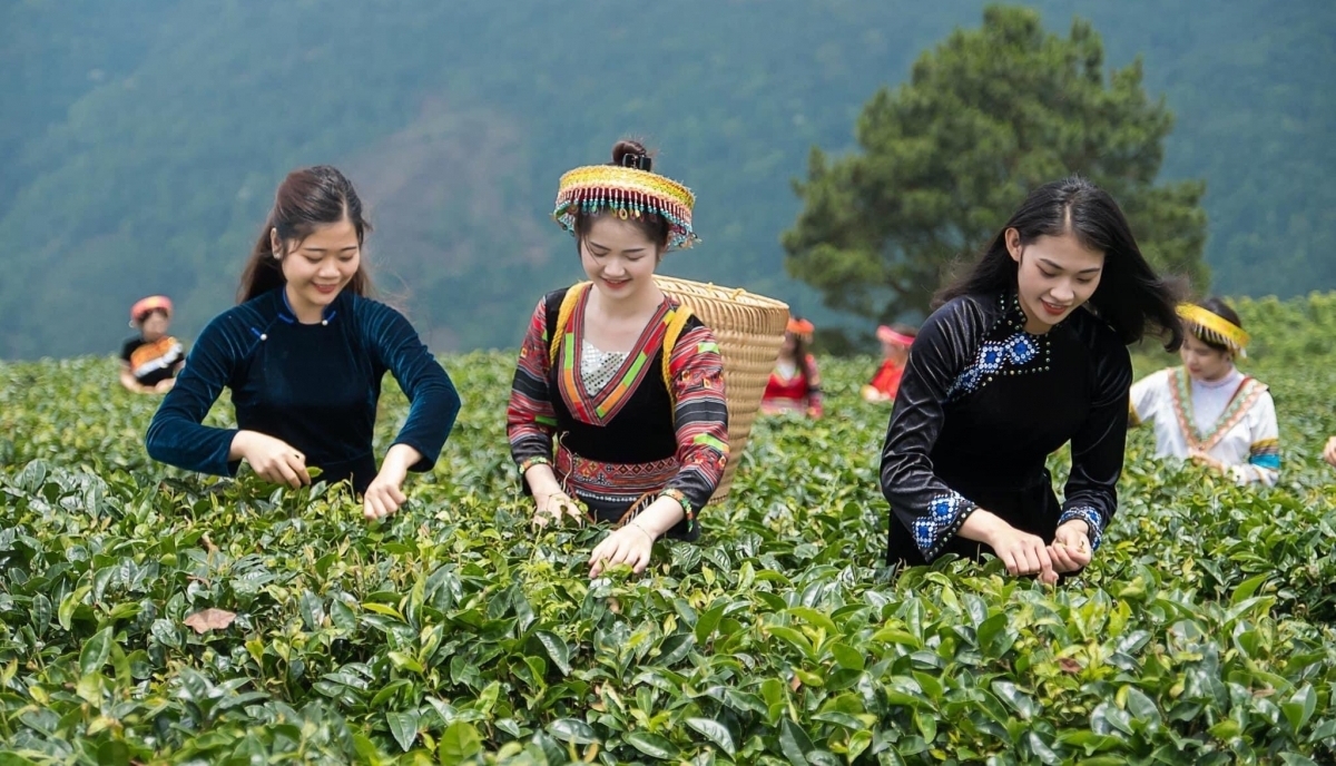 Khách du lịch trải nghiệm hái chè ở Cao Bằng.