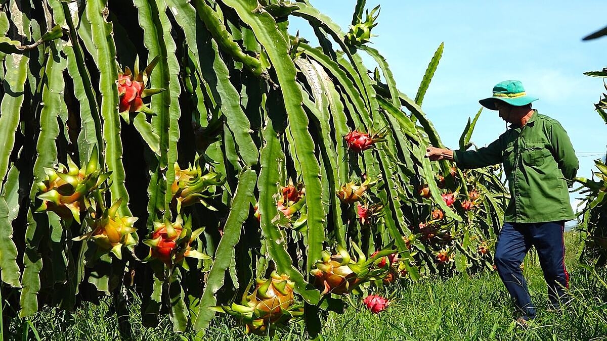 Nhờ tham gia HTX trồng thanh long mà kinh tế nhiều hộ dân ở Hàm Thuận Bắc ngày một khấm khá. &lpar;Ảnh BBT&rpar;